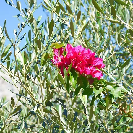 Lejlighed Pebbles And Sea At With Shared Pool